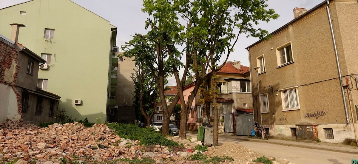 a tree in the middle of a pile of rubble
